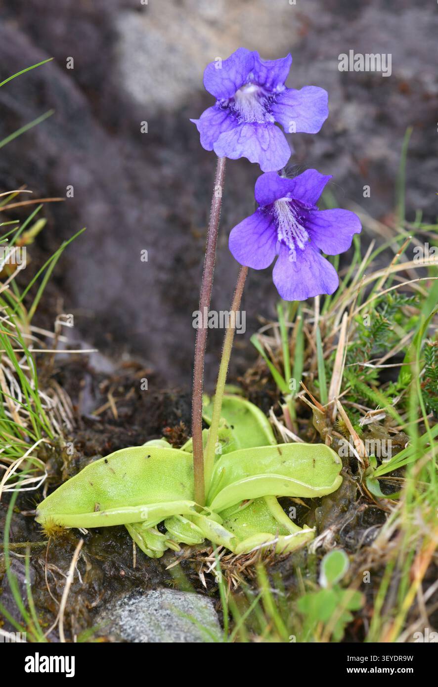 Papillons à grandes fleurs - Pinguicula grandiflora Banque D'Images