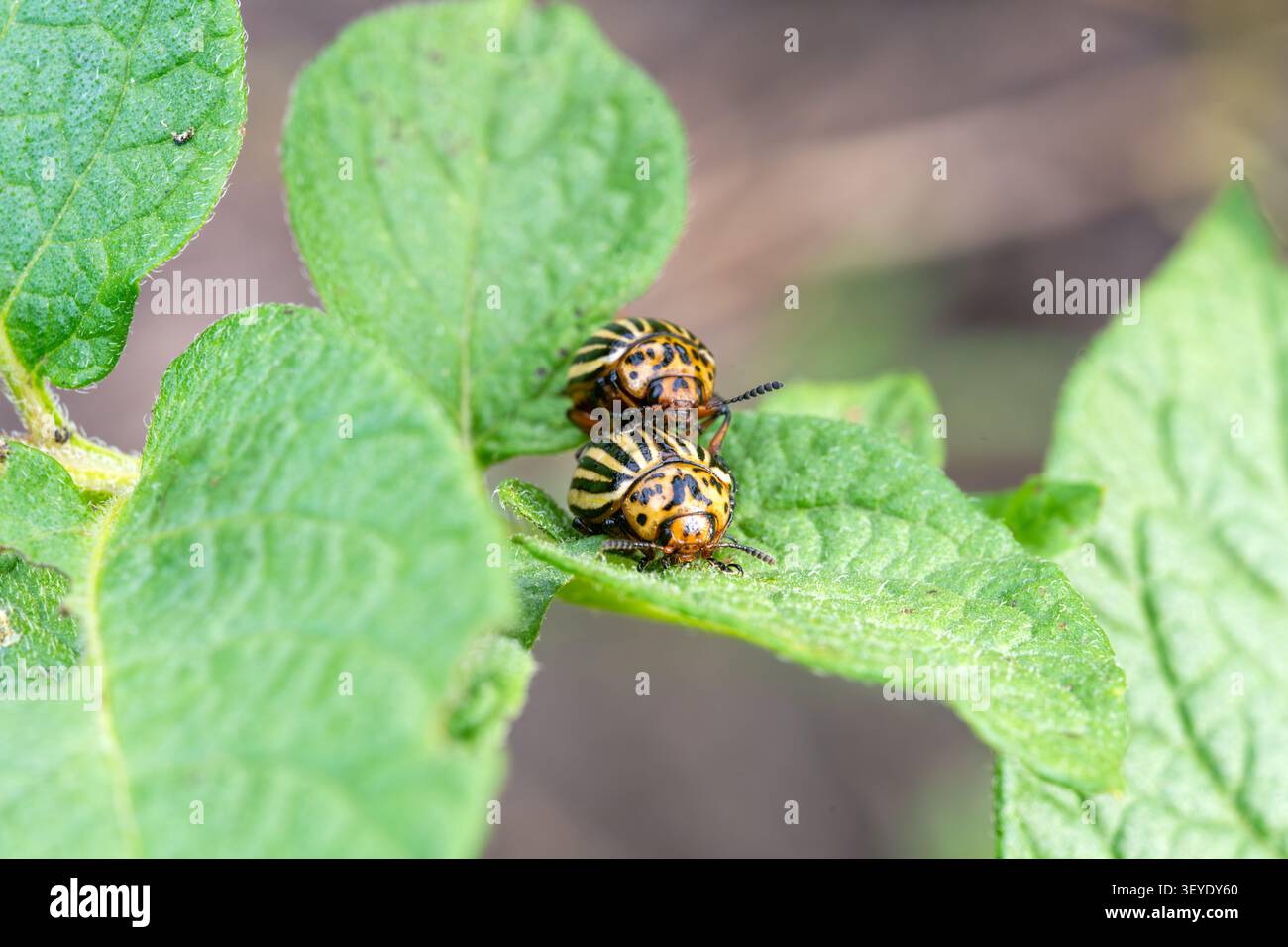 Deux doryphores du Colorado s'accouplant sur une feuille verte. Reproduction de ravageurs agricoles rayés dans la nature. Banque D'Images