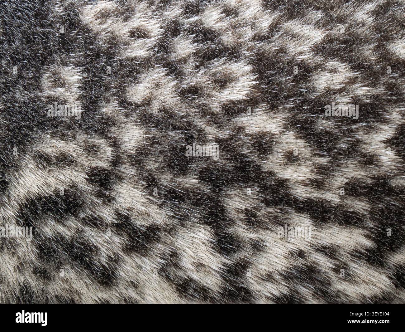 Gros plan de la fourrure d'un mâle phoque commun, dit phoque du détroit (Phoca vitulina), sain et sauvage, Cambridgeshire, Angleterre Banque D'Images