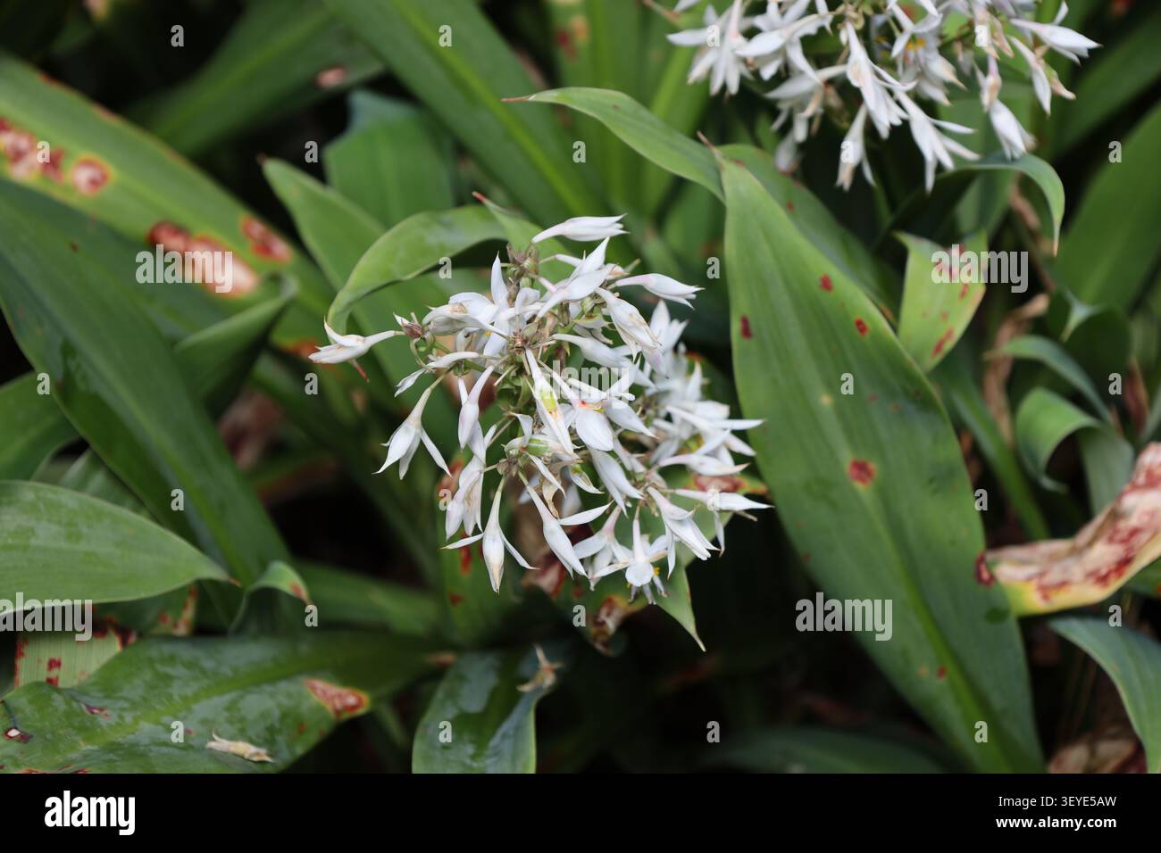 Renga Lily, brillant, feuilles en forme de lance, fleurs blanches en forme d'étoile (Arthropodium-cirratum) (macro, gros plan) Banque D'Images