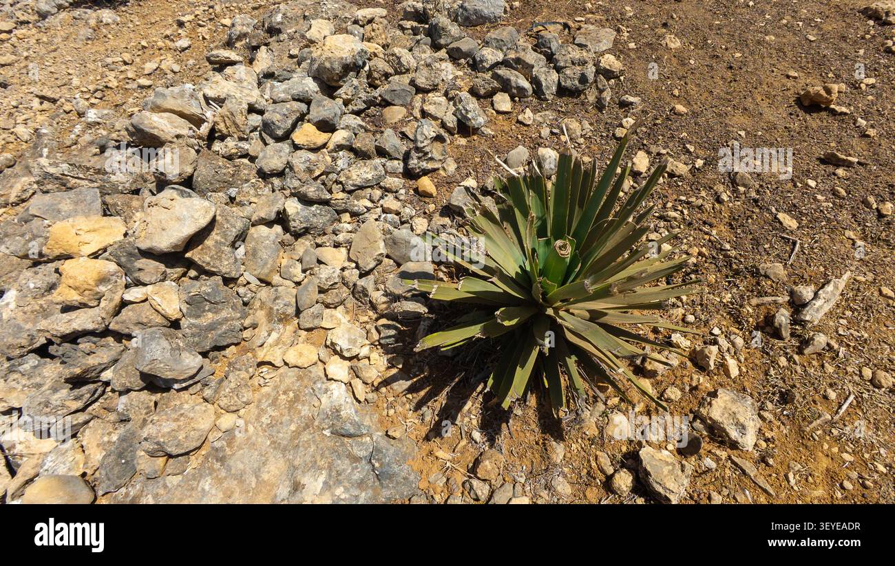 Plante du désert vert épi poussant parmi les roches et le sol sec en plein soleil, montrant un paysage aride rude et de survie naturelle dans un extérieur éloigné Banque D'Images