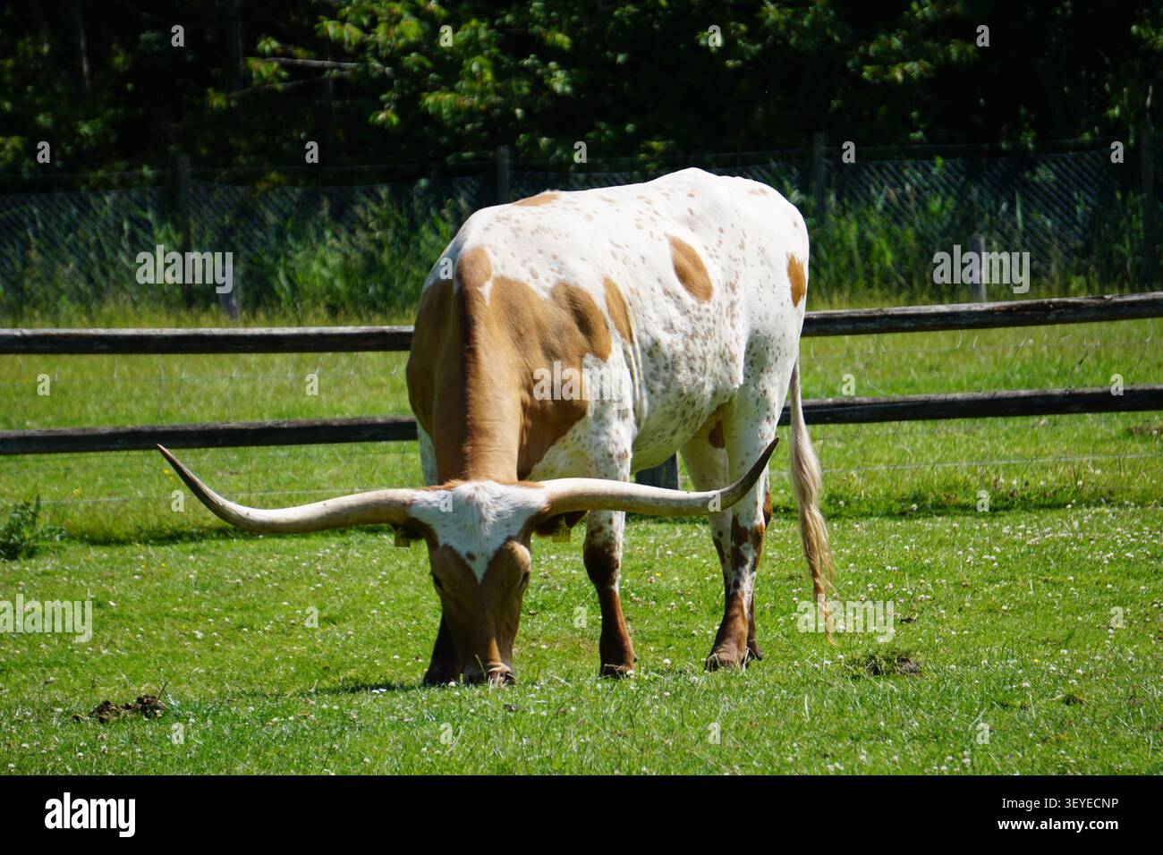 Un taureau longhorn du Texas avec des cornes massives et une fourrure brune et blanche pèle sur un pâturage dans un ranch américain par une journée ensoleillée. Banque D'Images