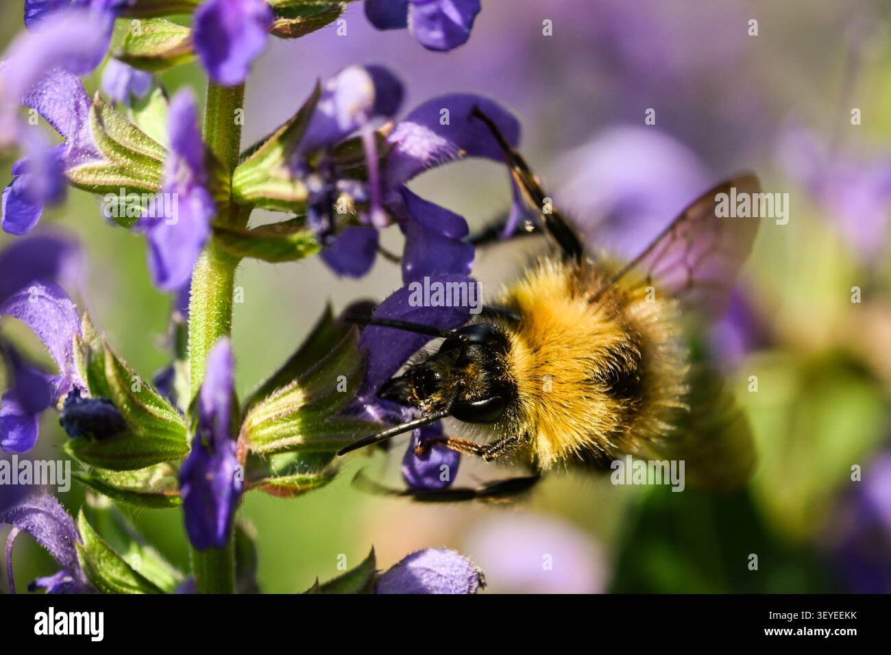 Bourdon se nourrissant de fleurs de sauge violettes en été avec bourdon Banque D'Images
