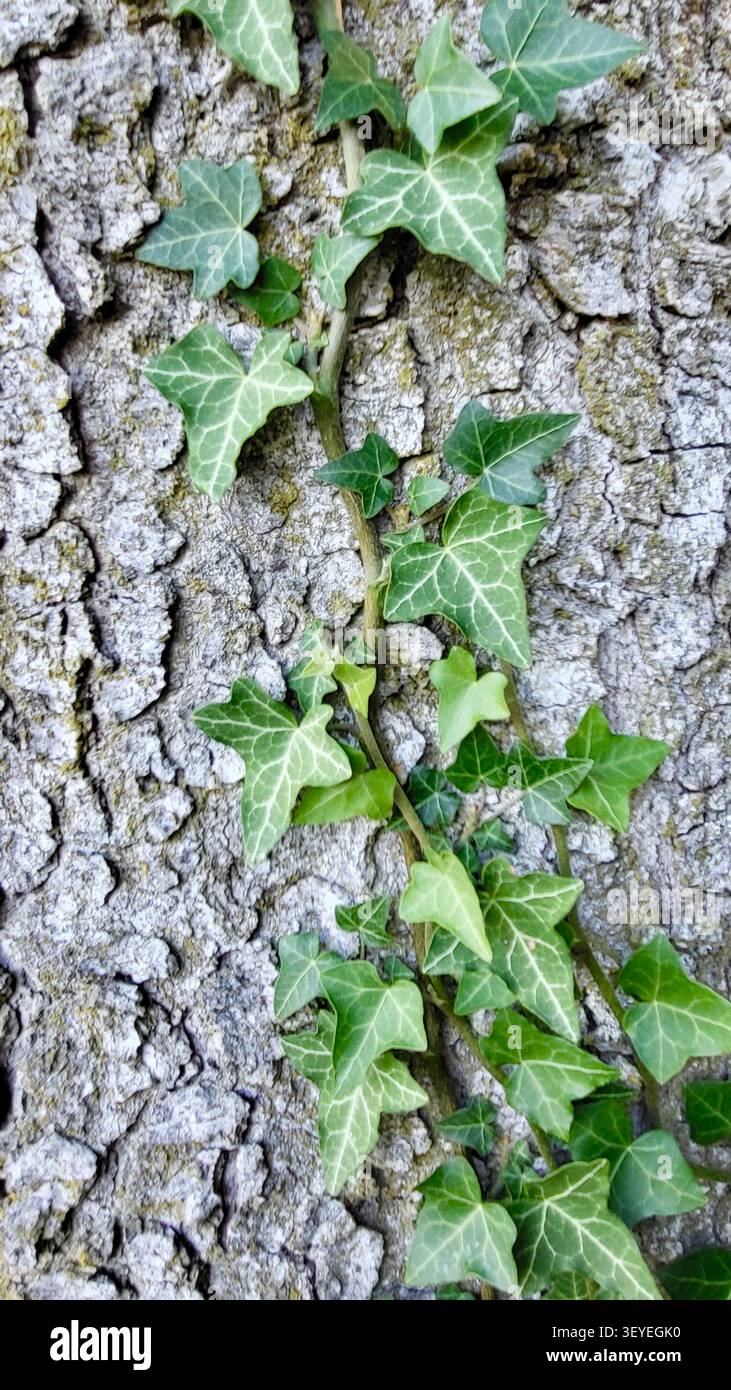 Gros plan de l'écorce d'arbre naturelle avec grimpant Ivy dans la nature suisse Banque D'Images
