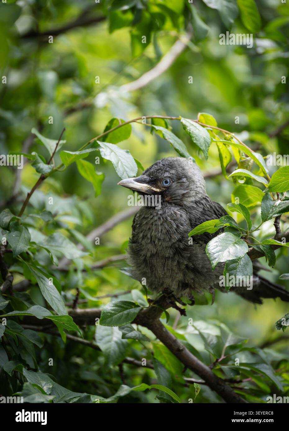 Jackdaw occidental naissant perché parmi les feuilles Banque D'Images
