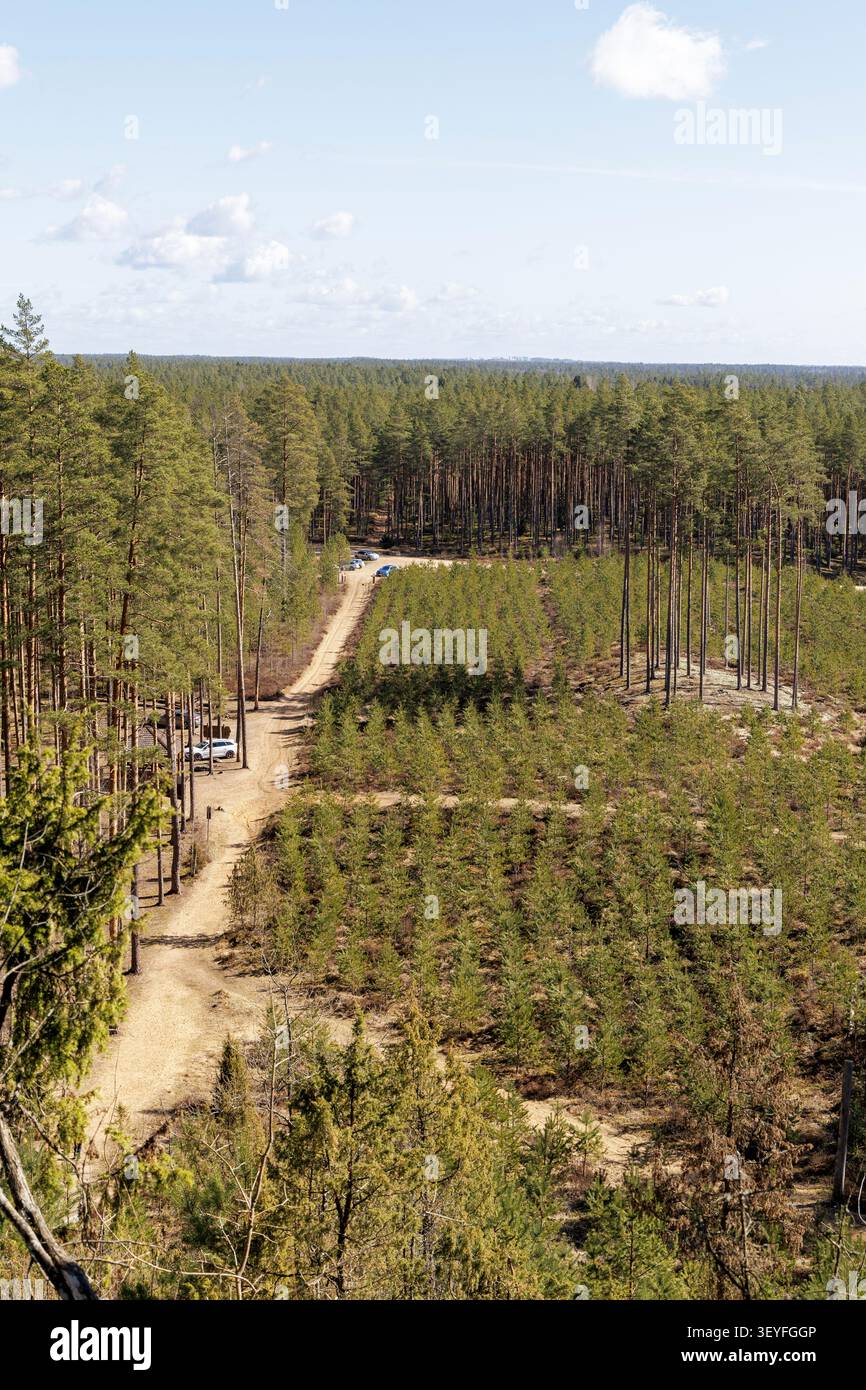 Une photo verticale à angle élevé encadrant une longue piste de terre de campagne traversant une immense forêt de pins remplie d'une grille de jeunes arbres en pleine croissance. Banque D'Images