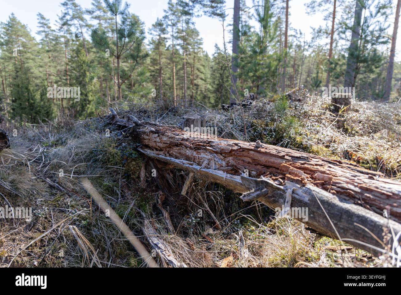 Gros plan d'un tronc d'arbre creusé et pourri, couché horizontalement sur l'herbe sèche et la mousse d'une pente forestière ensoleillée. Banque D'Images