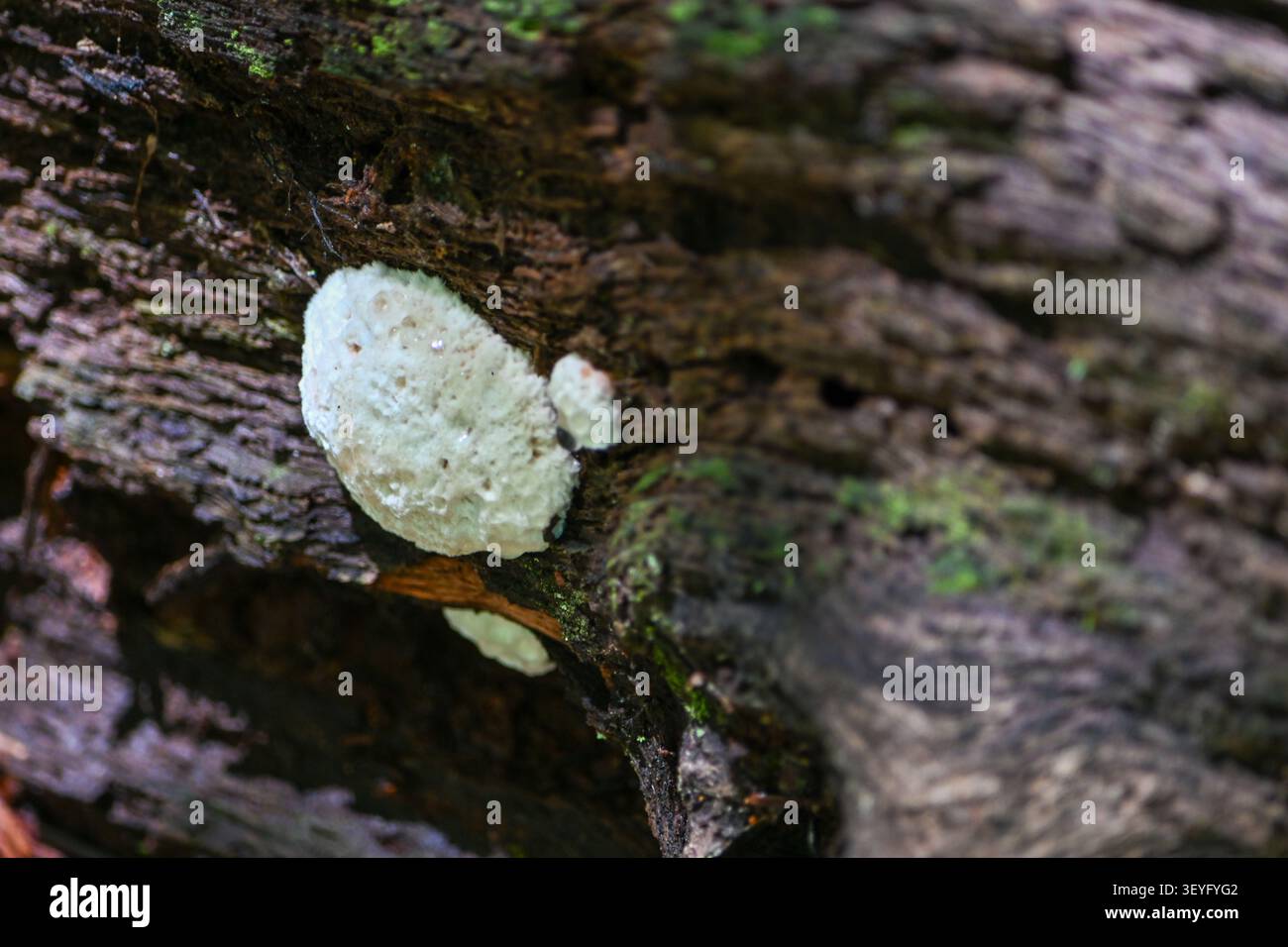 morceaux blancs d'un champignon tombant en morceaux Banque D'Images