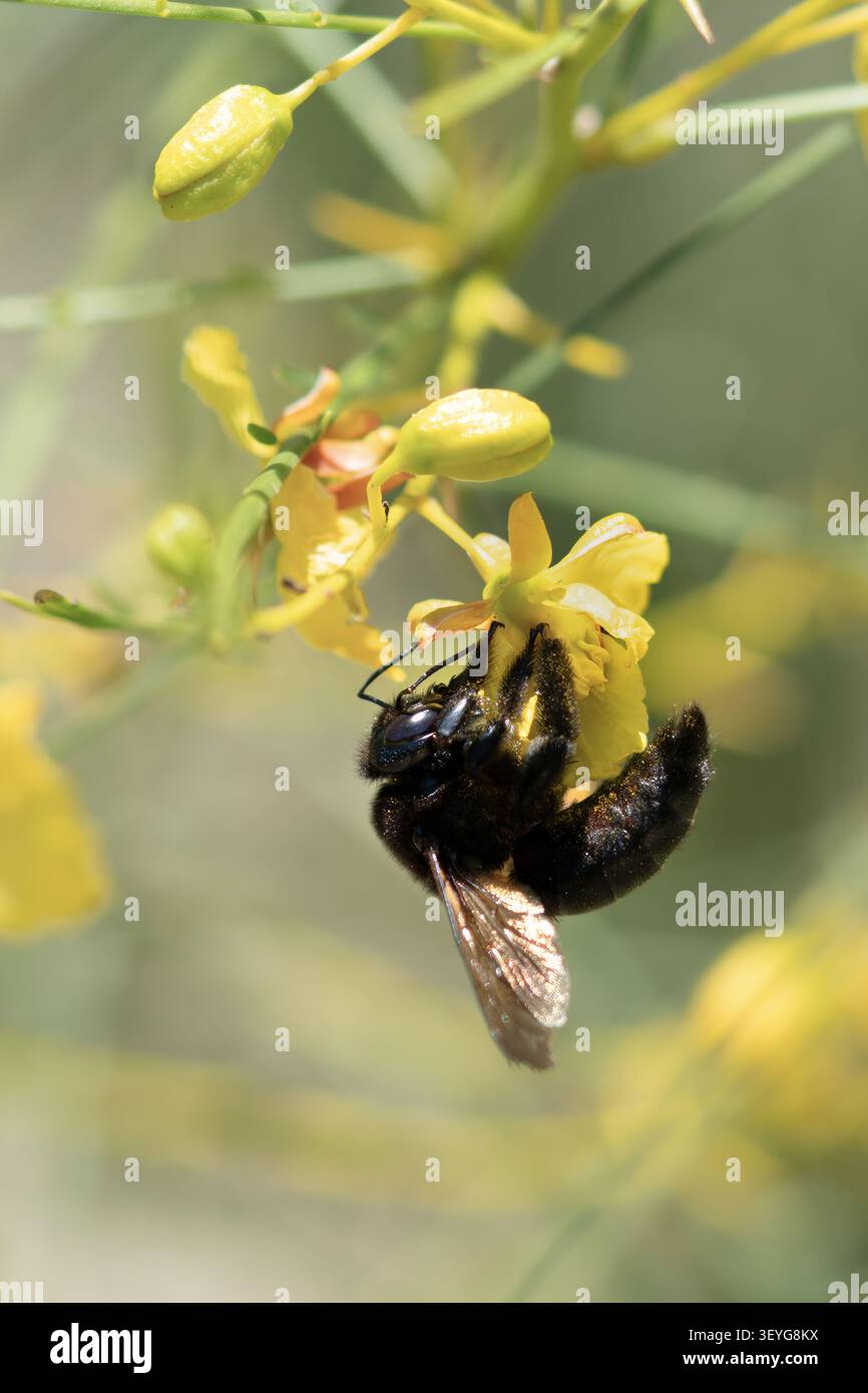Abeille charpentière femelle de la vallée pollinisant une fleur de Palo Verde Banque D'Images