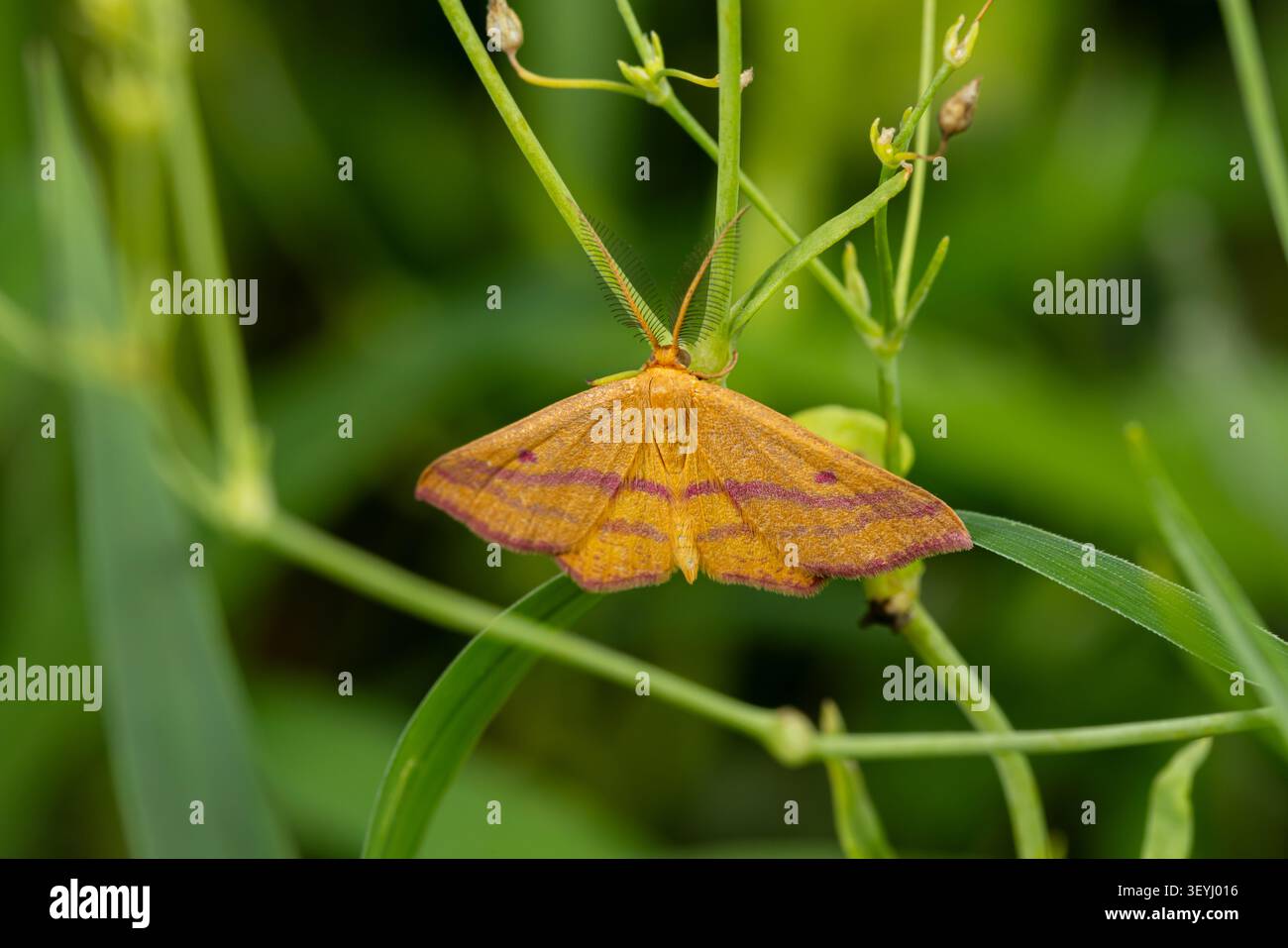 Phalène géomètre du mouron reposant sur une plante. Concept d'identification des insectes, de conservation de la nature et de jardin fleuri en arrière-cour. Banque D'Images