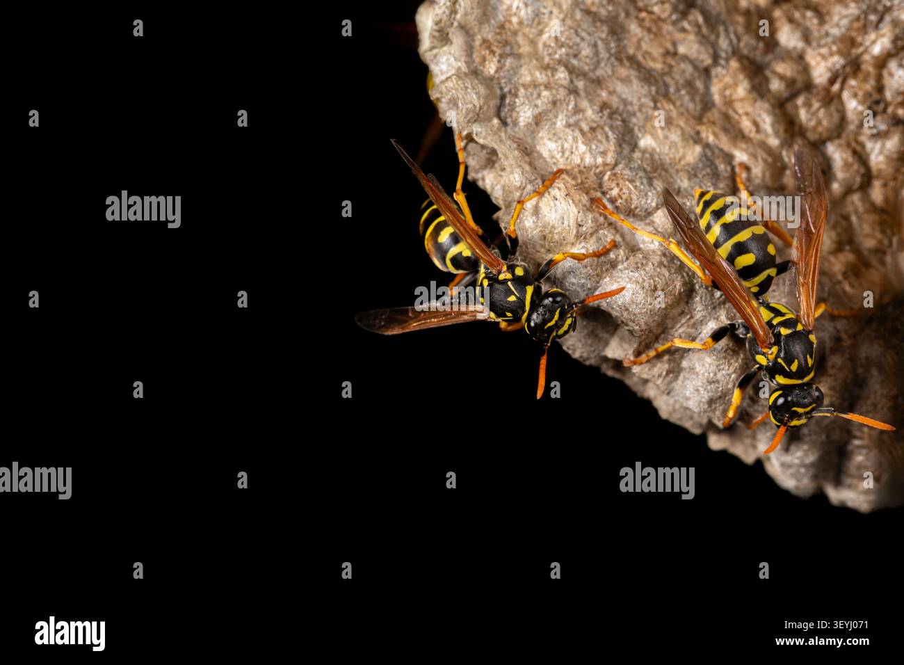 Close-up de guêpes papier européennes travaillant sur leur nid. Identification des insectes, conservation de la nature et concept de jardin floral en arrière-cour. Banque D'Images