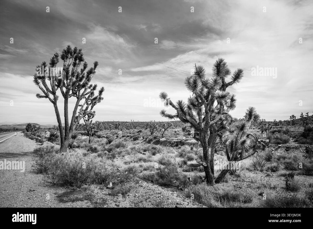 Highway 164, près de Searchlight Nevada, connue sous le nom de Joshua Tree Highway. L'autoroute est célèbre pour la forêt dense de Joshua Tree qu'elle traverse. Blac Banque D'Images