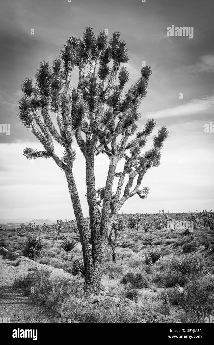 Highway 164, près de Searchlight Nevada, connue sous le nom de Joshua Tree Highway. L'autoroute est célèbre pour la forêt dense de Joshua Tree qu'elle traverse. Blac Banque D'Images