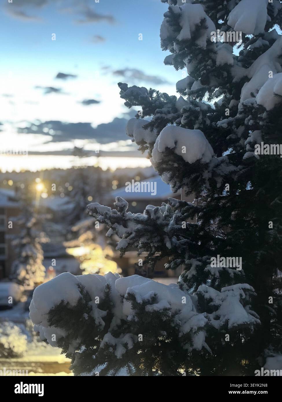 Arbre enneigé vu à travers une fenêtre, Calgary, Alberta, Canada - Image de stock capturée avec un smartphone
