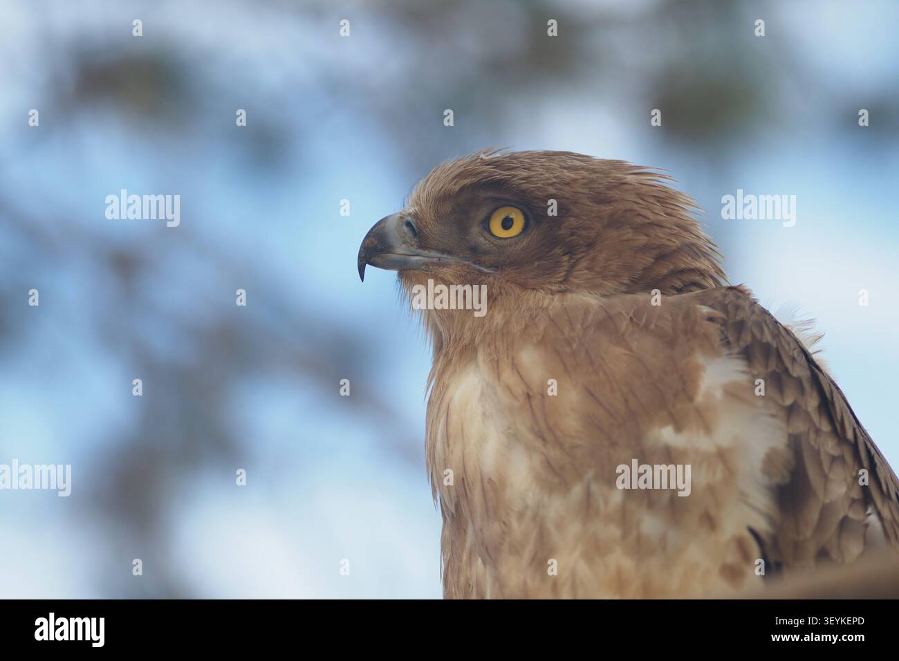 Snake Eagle à bout court regarde vers le ciel pendant les heures de lumière du jour Banque D'Images
