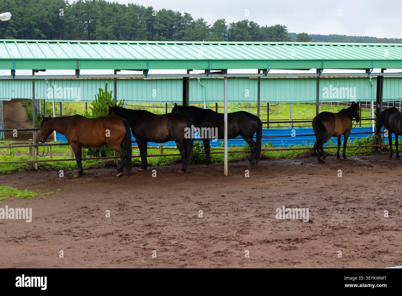 Chevaux debout sous abri couvert à la ferme équestre Banque D'Images