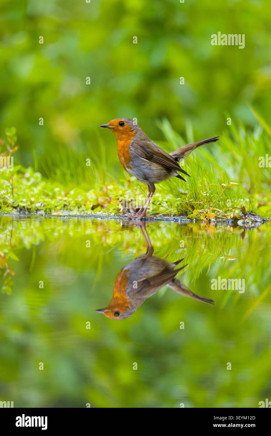robin Erithacus rubecula européen, adulte debout au bord de l'eau avec réflexion, Suffolk, Angleterre, juillet Banque D'Images