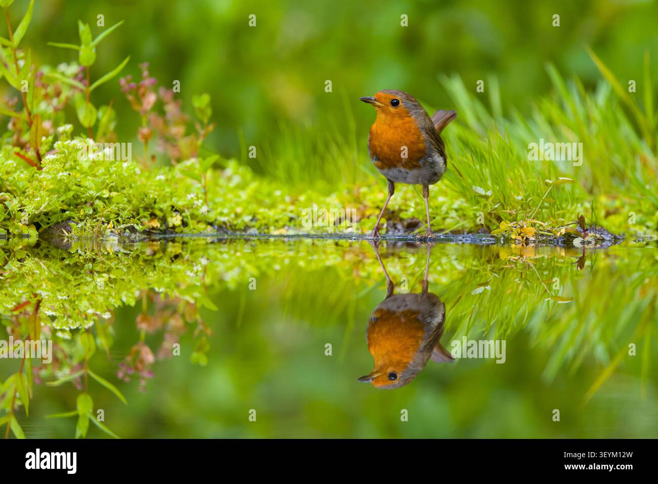 robin Erithacus rubecula européen, adulte debout au bord de l'eau avec réflexion, Suffolk, Angleterre, juillet Banque D'Images