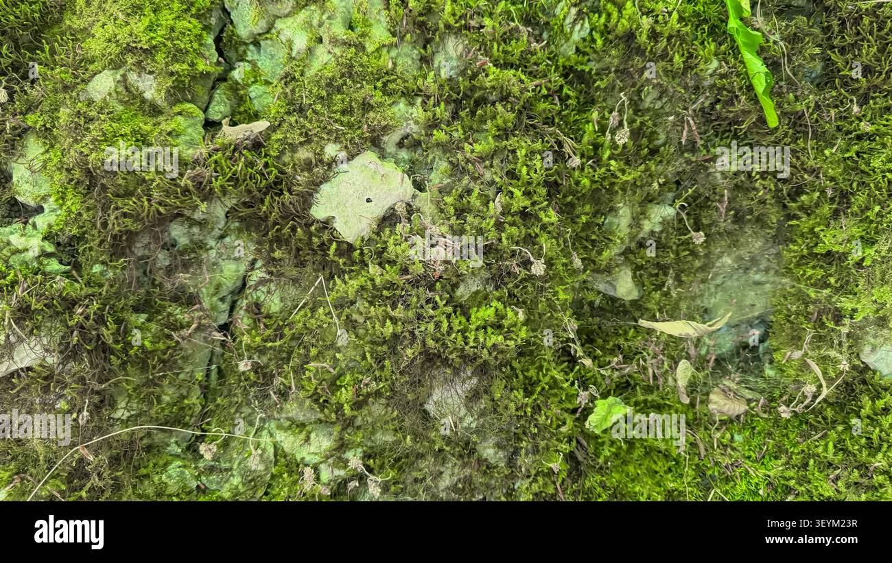 Fond de mousse. Surface de mousse verte dans la forêt. Biodiversité et fond forestier végétal Banque D'Images