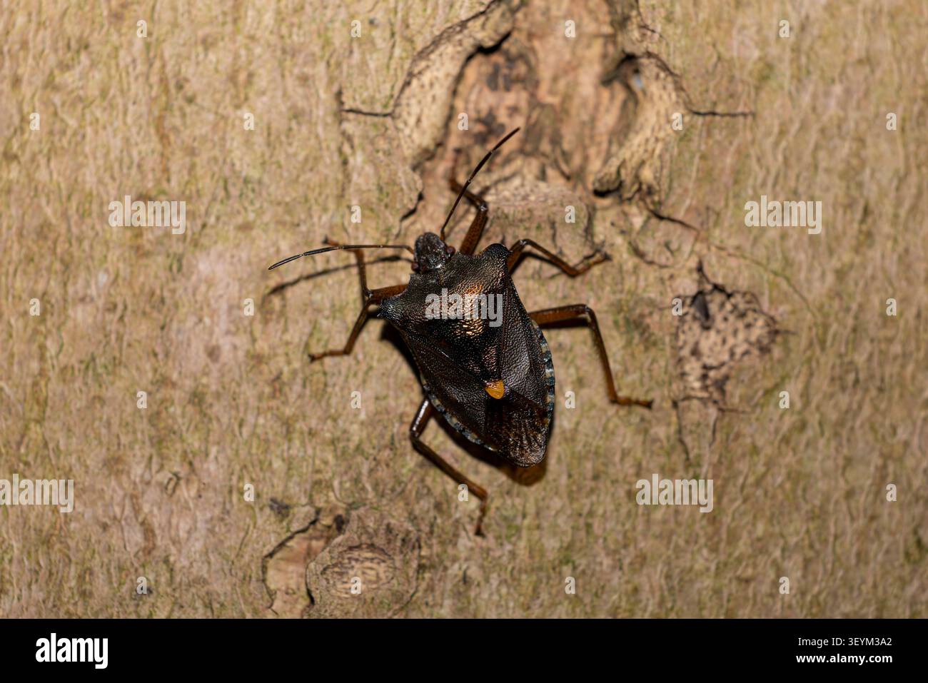 imago de bleuet à pattes rouges ou de punaise forestière (Pentatoma rufipes) Banque D'Images