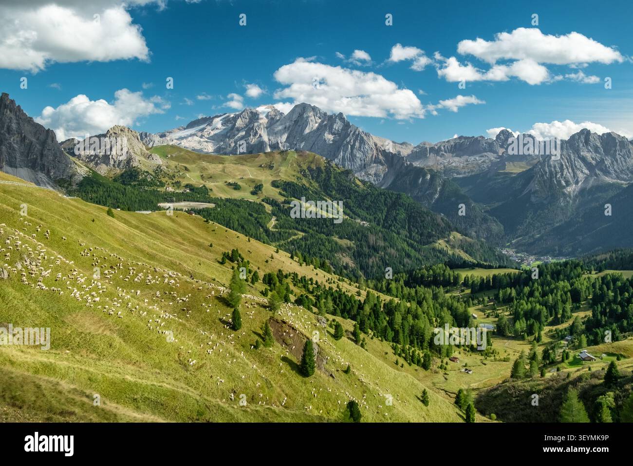 Troupeau de moutons pâturant sur Mountain Slope, Sella Pass, Dolomites, Italie Banque D'Images