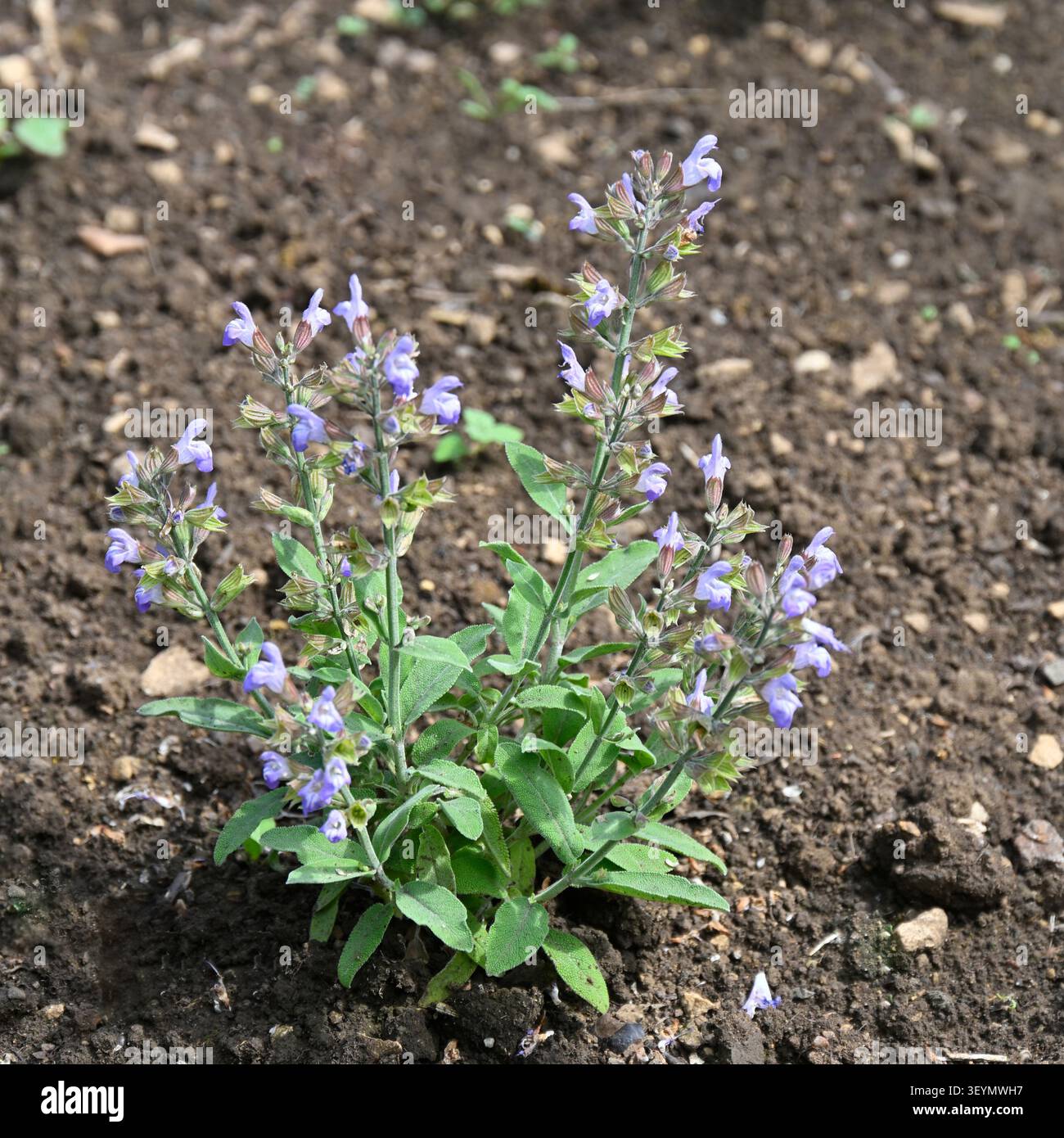Fleurs estivales bleu pâle du sauge à feuilles étroites, ou sauge espagnole, Salvia lavandulifolia, dans un jardin britannique en mai Banque D'Images