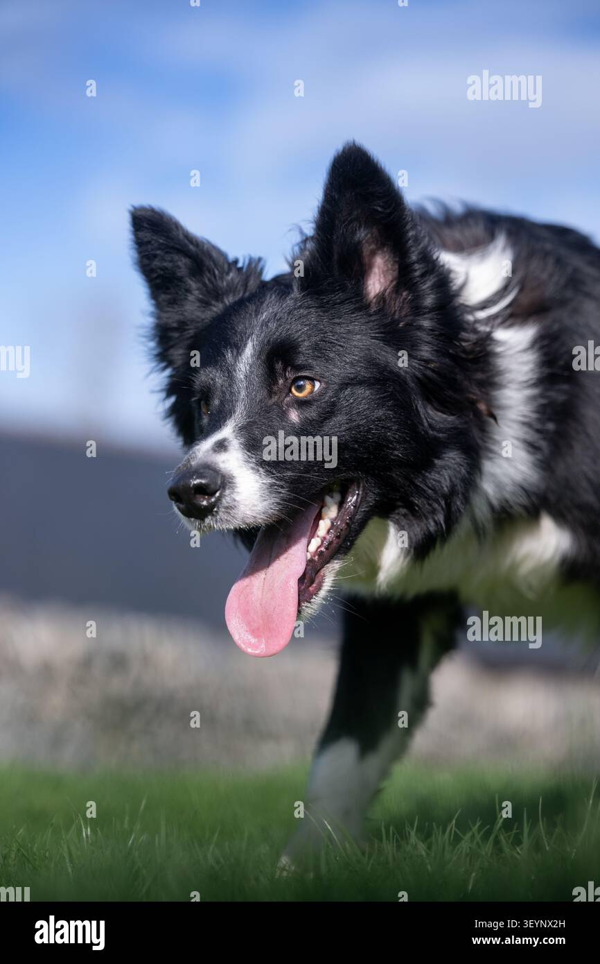 Chien de berger Border Collie à l'air pointu, avec une longue langue, qui travaille avec un regard très intentionnel. North Yorkshire, Royaume-Uni. Banque D'Images