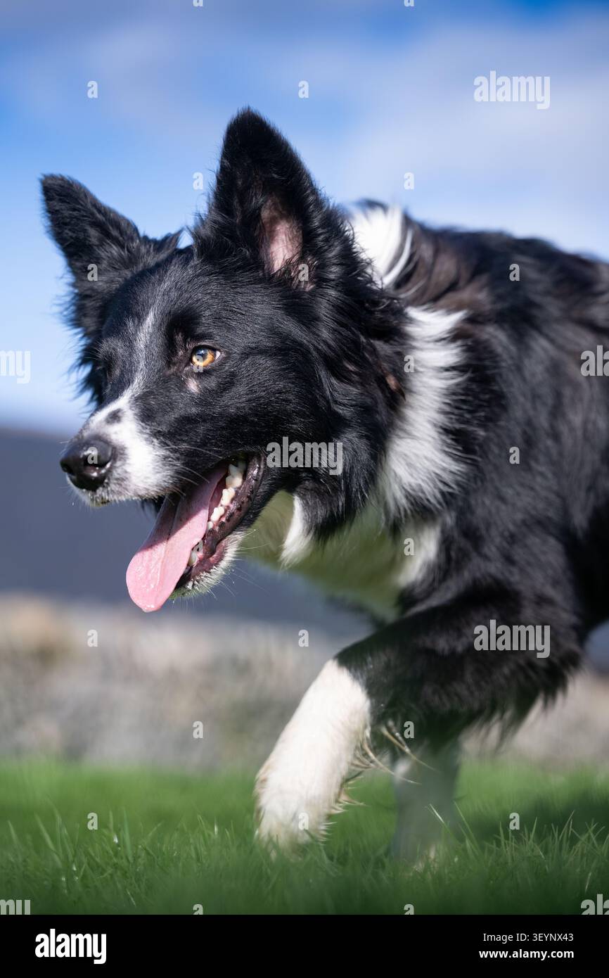 Chien de berger Border Collie à l'air pointu, avec une longue langue, qui travaille avec un regard très intentionnel. North Yorkshire, Royaume-Uni. Banque D'Images