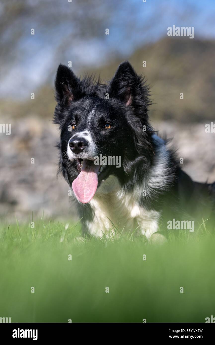 Chien de berger Border Collie à l'air pointu, avec une longue langue, qui travaille avec un regard très intentionnel. North Yorkshire, Royaume-Uni. Banque D'Images