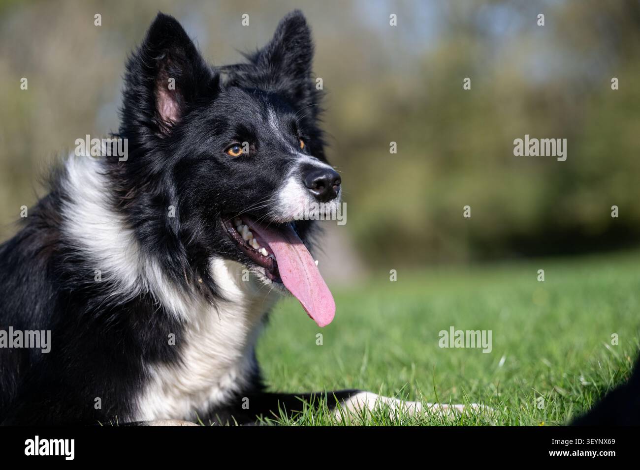 Chien de berger Border Collie à l'air pointu, avec une longue langue, qui travaille avec un regard très intentionnel. North Yorkshire, Royaume-Uni. Banque D'Images