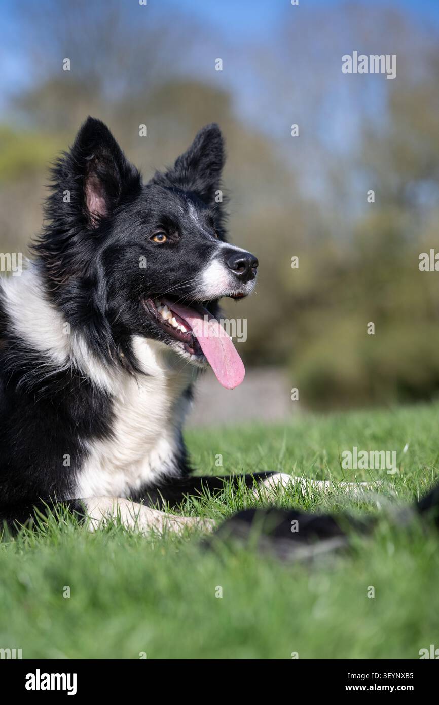 Chien de berger Border Collie à l'air pointu, avec une longue langue, qui travaille avec un regard très intentionnel. North Yorkshire, Royaume-Uni. Banque D'Images
