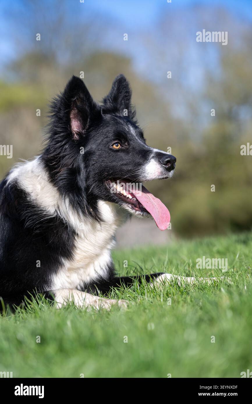 Chien de berger Border Collie à l'air pointu, avec une longue langue, qui travaille avec un regard très intentionnel. North Yorkshire, Royaume-Uni. Banque D'Images