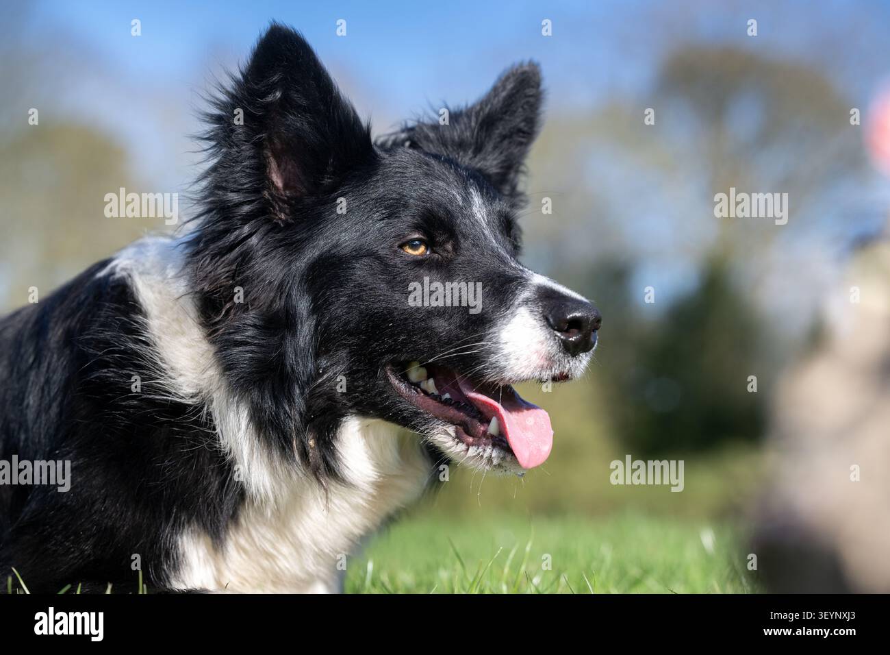 Chien de berger Border Collie à l'air pointu, avec une longue langue, qui travaille avec un regard très intentionnel. North Yorkshire, Royaume-Uni. Banque D'Images