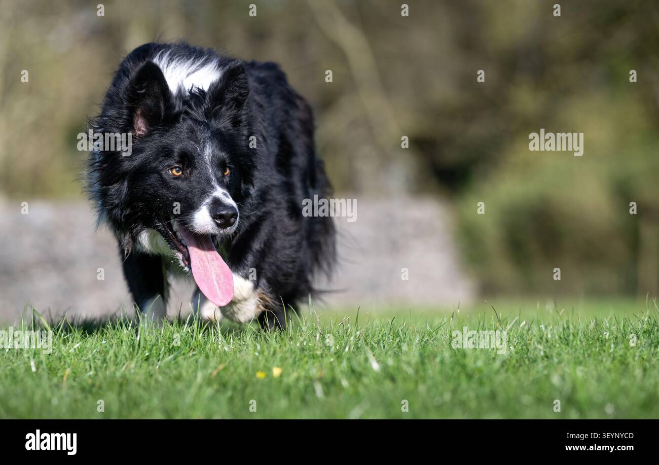 Chien de berger Border Collie à l'air pointu, avec une longue langue, qui travaille avec un regard très intentionnel. North Yorkshire, Royaume-Uni. Banque D'Images