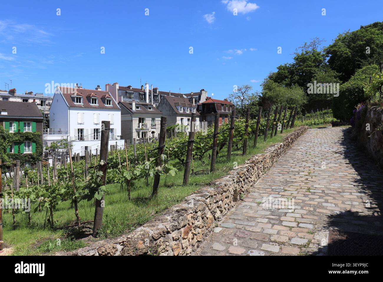 Vignobles Montmartre dans le quartier de Montmartre, Paris, France. Banque D'Images