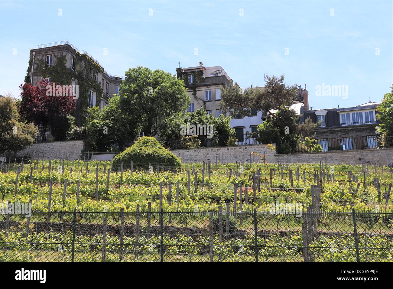Vignobles Montmartre dans le quartier de Montmartre, Paris, France. Banque D'Images