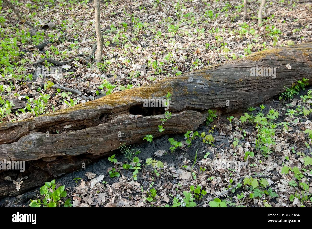 Vieille bûche couverte de mousse pourrie craquelée sur un sol forestier avec des feuilles tombées l'année dernière. Jeune herbe verte brisant à travers la pourriture dans la scène boisée naturelle. Banque D'Images