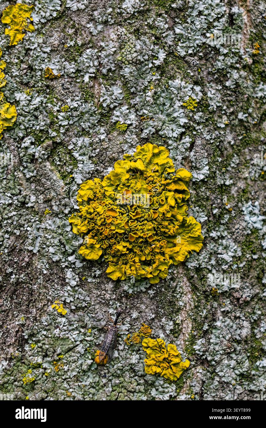 Macro de gros plan d'un serpent (Raphidioptera) reposant sur l'écorce d'arbre parmi des parcelles de lichen feuilleté jaune vif et de lichen croûté pâle. Détails Wil Banque D'Images