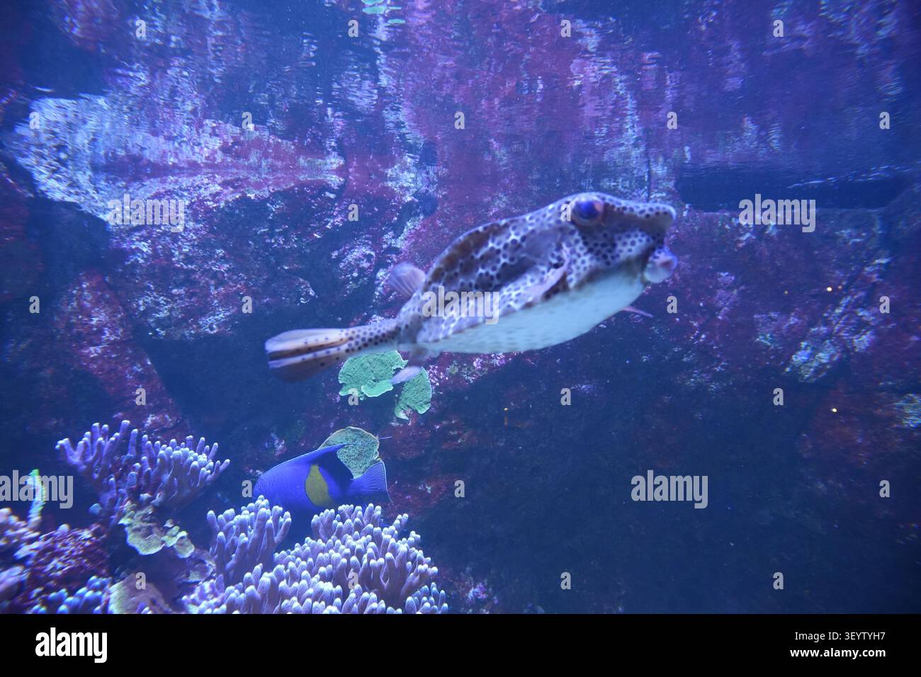 Des poissons nagent dans l'aquarium de Paris. Banque D'Images