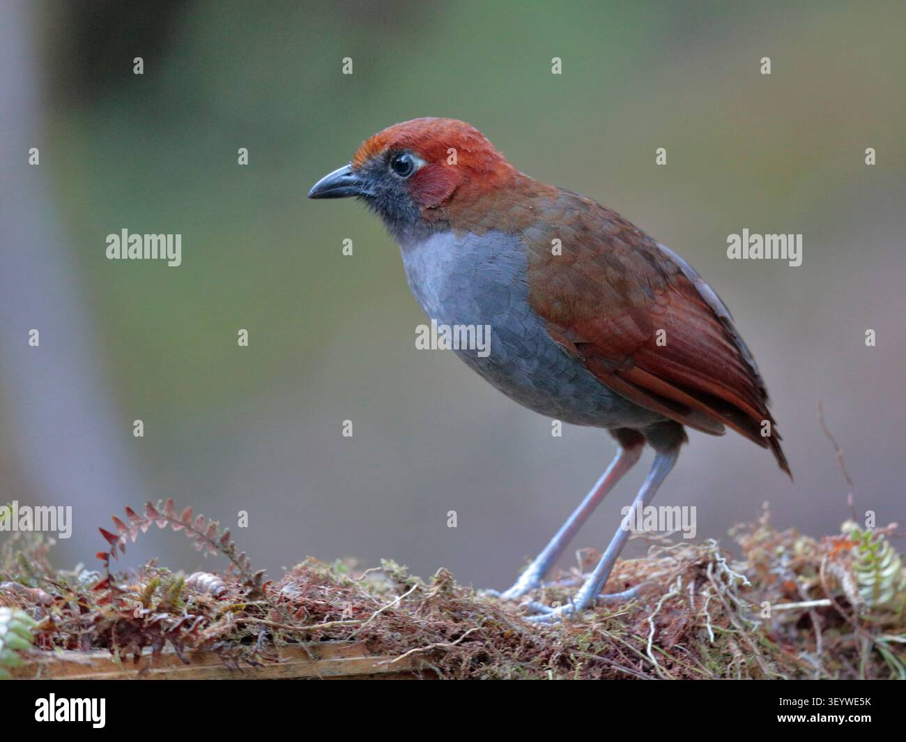 Antpitta à casque (Grallaria nuchalis) - adulte unique debout sur le sol de forêt tempérée moussu, sud-ouest de l'Équateur Banque D'Images