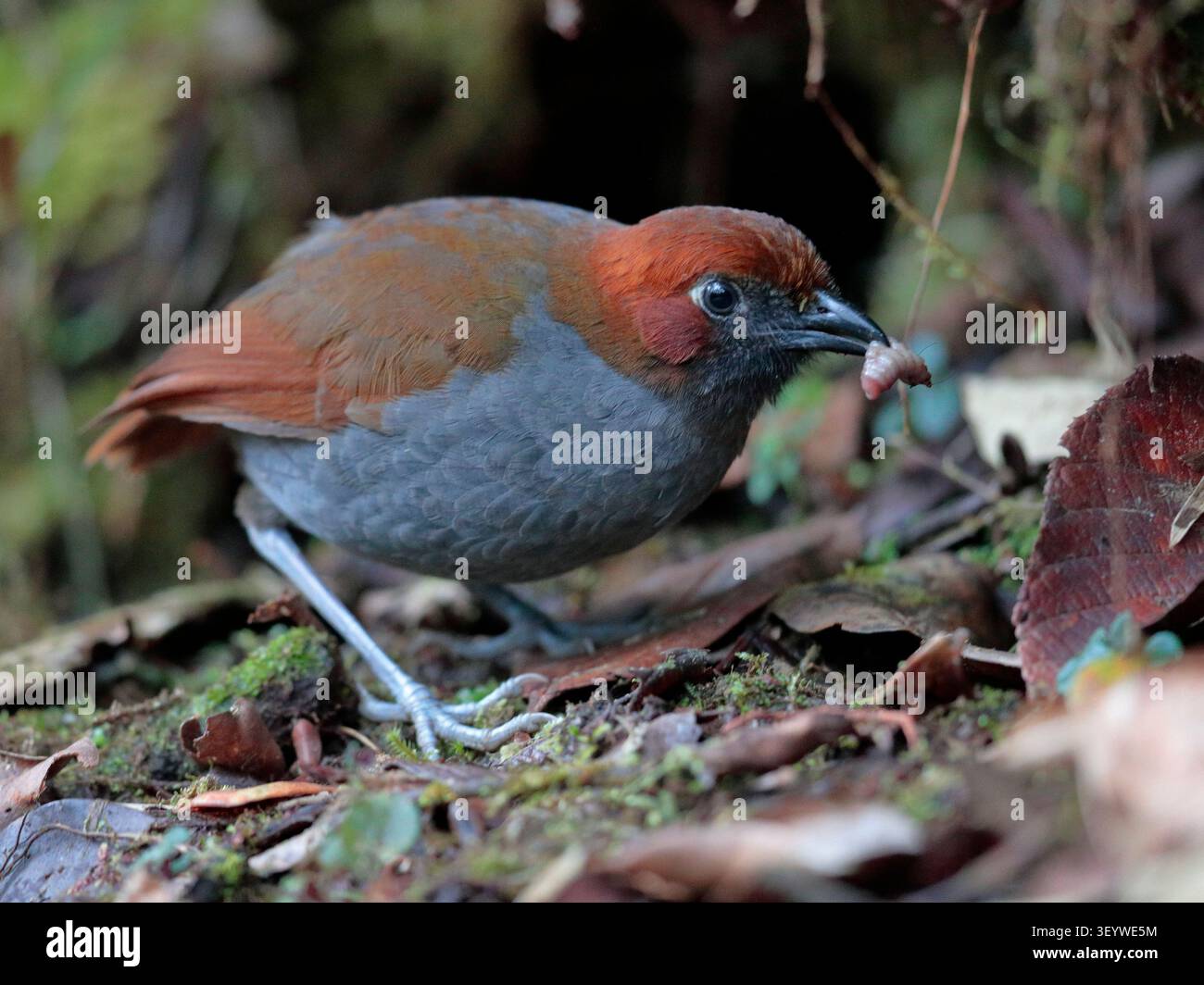 Antpitta à casque (Grallaria nuchalis) - adulte unique debout sur le sol de forêt tempérée moussu, sud-ouest de l'Équateur Banque D'Images