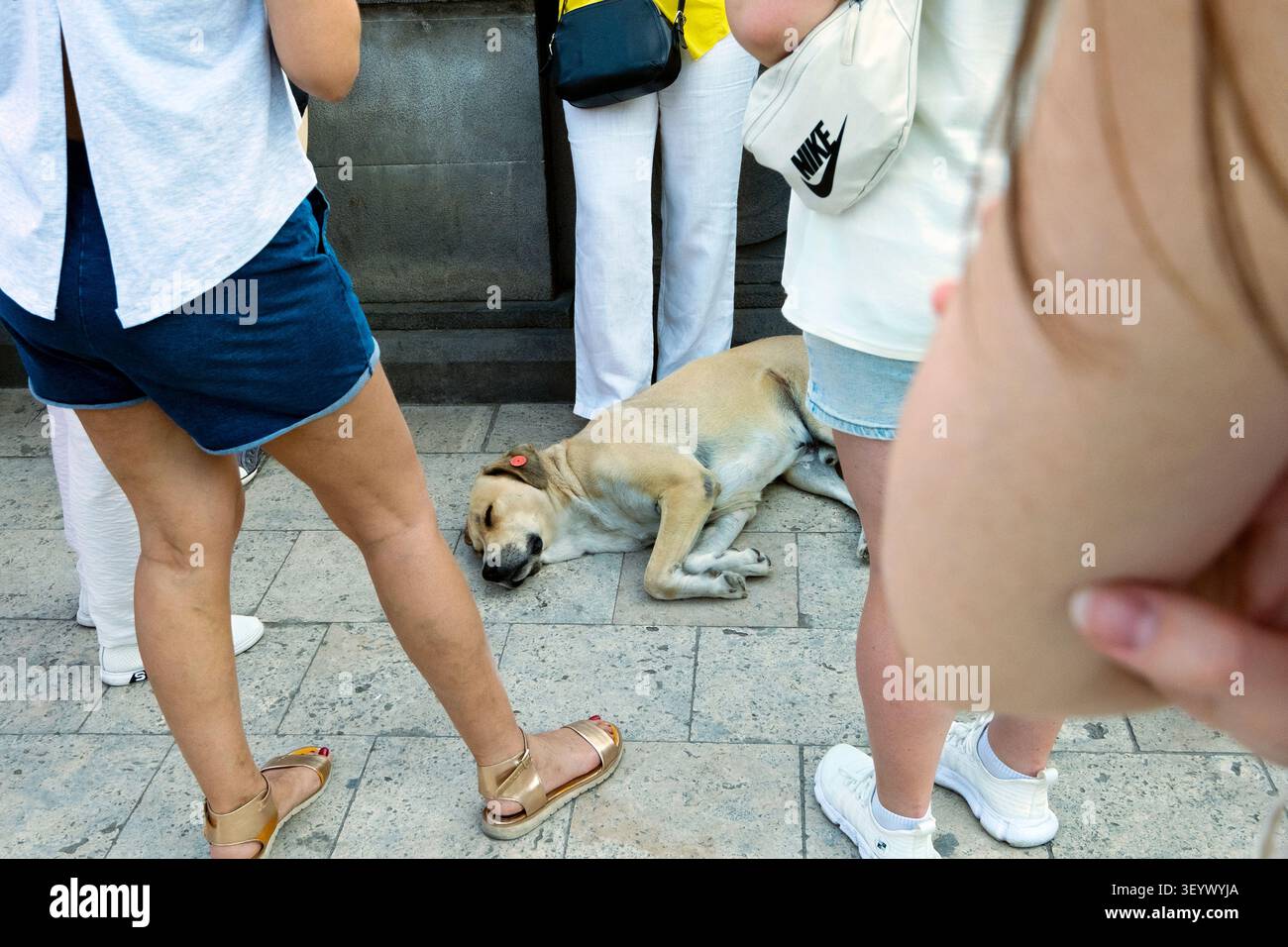 Un chien de rue fait une sieste parmi un groupe de touristes, Tbilissi, Géorgie, Caucase, Eurasie, Europe de l'est Banque D'Images