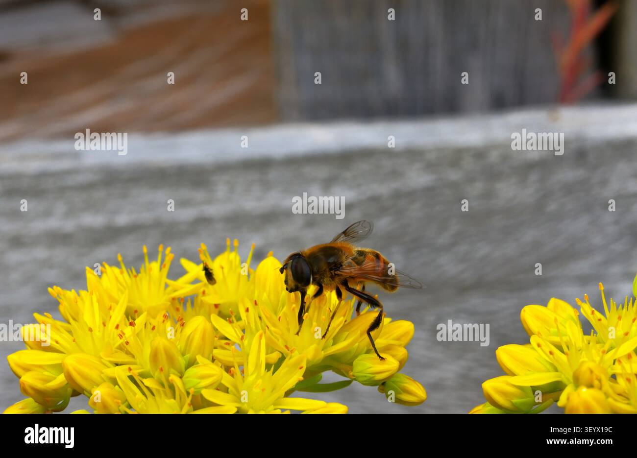 Une Drone-Fly se nourrissant d'un Sedum (Sedum) jaune vif. Banque D'Images