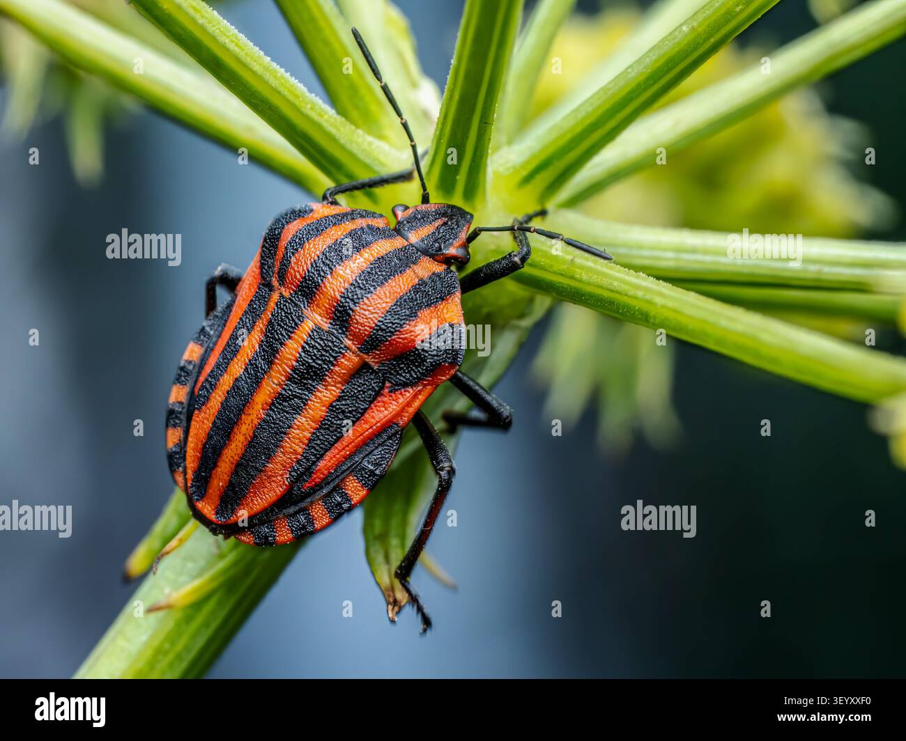 Gros plan de Minstrel Bug sur la tige de la plante verte Banque D'Images