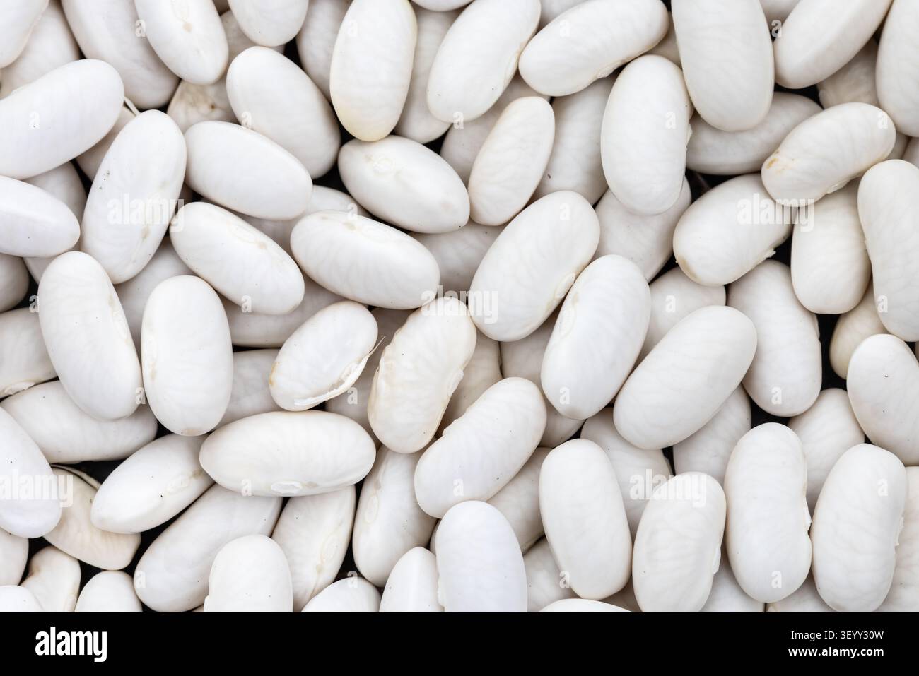 Haricot (haricot, haricot) Phaseolus vulgaris, graine Banque D'Images