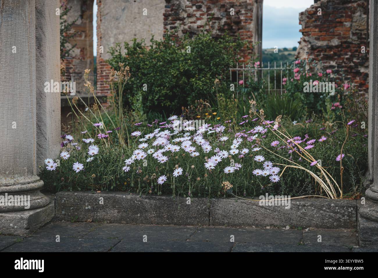 Oxeye Daisies in Full June Bloom — Gibside Meadows, comté de Durham Banque D'Images