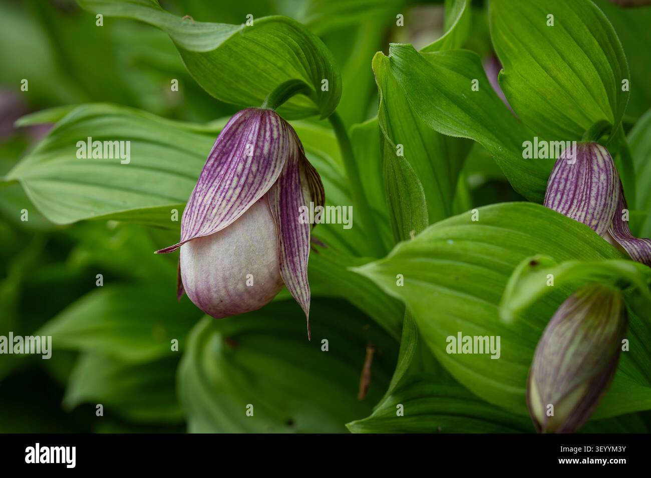 Orchidée pantoufle de dame rose (hybride Cypripedium) fleurissant parmi le feuillage vert, mettant en valeur sa fleur distinctive en forme de poche dans un jardin botanique. Banque D'Images