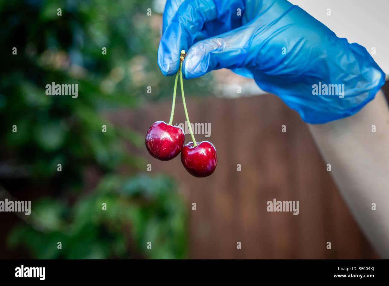 Gros plan de deux cerises rouge foncé brillantes suspendues par leurs tiges, tenues par une main portant un gant bleu en latex. Les cerises mûres, probablement les cerises douces Banque D'Images