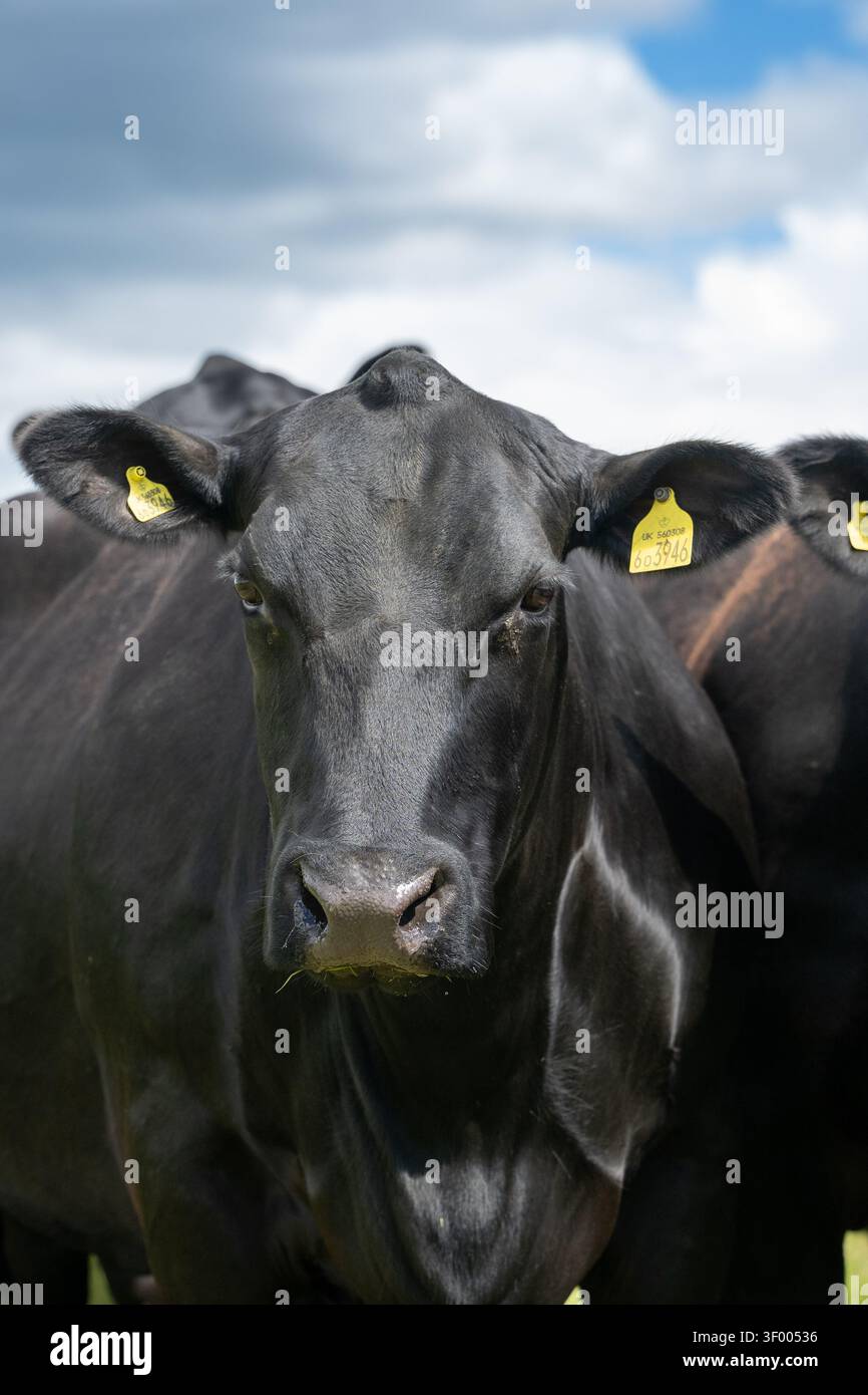 Troupeau de bovins primés Aberdeen Angus dans une ferme des Scottish Borders, au Royaume-Uni. Banque D'Images