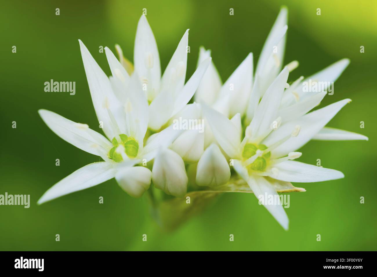 Ail sauvage (Allium ursinum), ordre des Asparagales, famille des Amaryllidaceae, sous-famille des Allioideae, tribu des Allieae, genre Allium, espèce ail sauvage Banque D'Images
